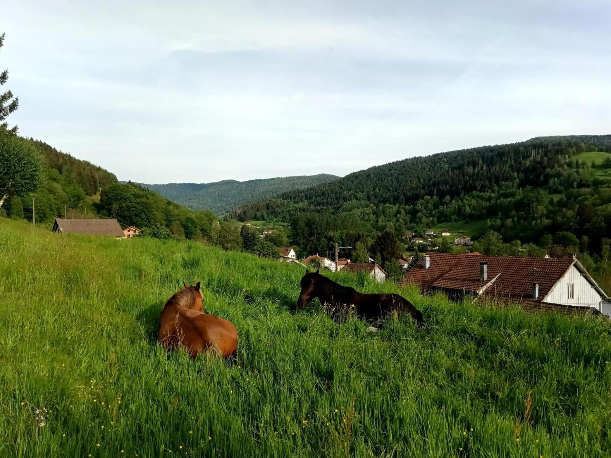 Gite De Famille Dans Les Vosges Сан-Морис-сюр-Мозел Екстериор снимка